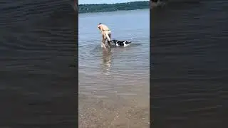 Having some fun in the sun with Jackie #dog #vlog