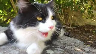 Overheating Cat
