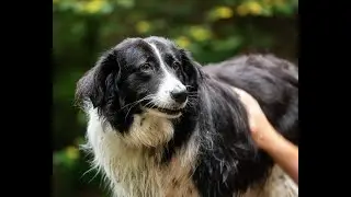 GoPro Hero 9 and the invisible dog