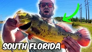Catching EXOTIC Fish in South Florida Ponds (Peacock Bass Fishing in Fort Laudable)