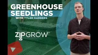 Growing seedlings in a greenhouse