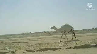 Camels in Kuwait Desert | Kuwait Travel log | Desert ride | Kuwait