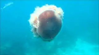 Cauliflower Jellyfish.wmv
