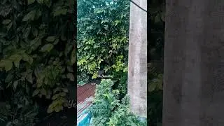 pov:monsoon is unpaid therapy 🍃#monsoon