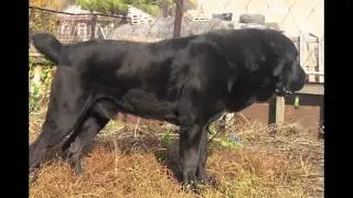 Памяти Габбаса