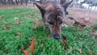 Vomiting after eating grass : Watch out for viewers (02:00  vomiting)