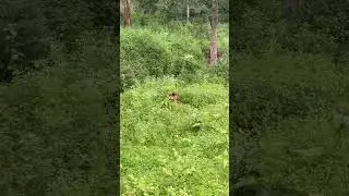 Tiger from woods of kabini #tiger #tigers #kabini #wildlife #wildkarnataka #trendingshorts #shorts