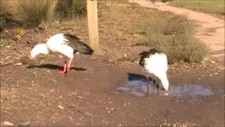 Andean Goose 2