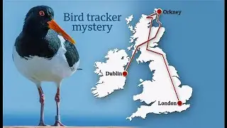Oyster catcher (bird) tracks moving from Orkney to London stopping off at restaurants? (1)