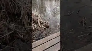 Ондатры на Везёлке у СК Хоркиной/Белгород/холодный апрель
