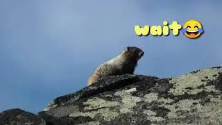 Screaming Beaver
