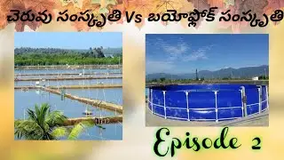 బయోఫ్లోక్ సంస్కృతి Vs చెరువు సంస్కృతి #PondCulture Vs #BioflocCulture #whatisbioflocintelugu #fc2k20