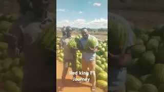 #agriculture #tanzania #watermelon #trending #farming #harvest #growth #africancountries