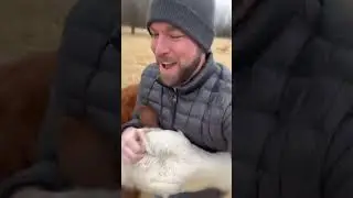 Человек и корова испытывают друг к другу глубокую привязанность 💕