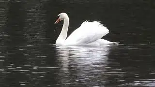 Black headed seagulls, tufted ducks & swan. Feeding/grooming time at Capstone Park, Gillingham,Kent.