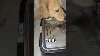 PSKY 2.25Gal Elevated Dog Water Fountain #doggielife #goldenretriever #petshub