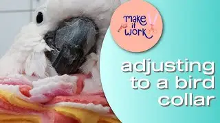 3 Tips To Help Your Bird Adjust To It's New Bird Collar