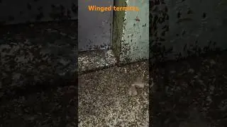 #wingedtermites#terminator #music #movie #soundtrack #numerous #insect #termites #flying #eesal