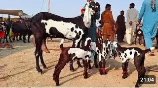 Shera pets vlog So beautiful little animal cute video  ghost's and braids and animals  cute part 09