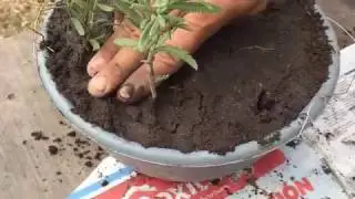 Cómo cultivar la planta de lavanda con semillas y esquejes