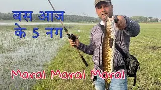 Maral kahan Se Pakden/Maral kese pakren ! How To Catch Murrel Fish! Fish Hunting Video