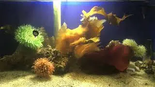 Coldwater marine aquarium