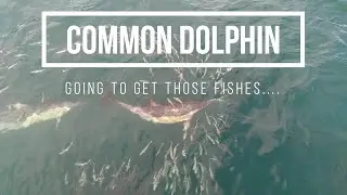 Common Dolphin South Africa Sea Search Part 1