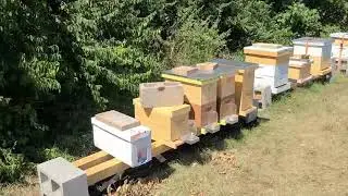 Mid August Beeyard Update - prepping for winter, feeding syrup and pollen, oxalic acid treatments
