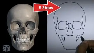 Drawing Skull Made Simple (5 Steps) | ANTERIOR VIEW OF SKULL