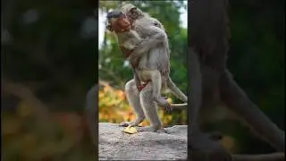 🐒 monkey sex in forest 😱 #shortfact #amazing #amazingfacts #monkey