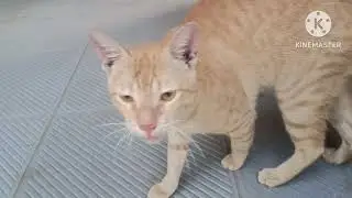 cat making weird noise | cat fighting scene | cat territory place fight #catvideos