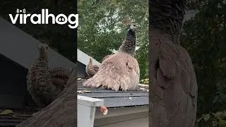 Baby Peacock Peek-a-Boo || ViralHog