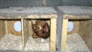 Cresterea pasarilor in sistem free range