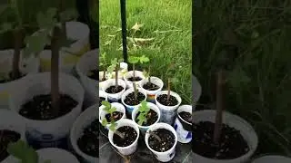 Fig cutting update!