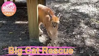 Big Cat Rescue Home Tour: Cyrus Caracal