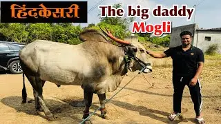 The great meet ( हिंदकेसरी) mogli !
