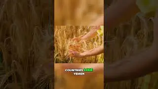 The Global Food Crisis: The Harsh Realities of Scarcity and Hunger