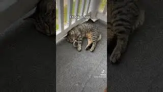 Napping can be the best choice sometimes! #cat #lilytheboycat #catnap #napping #cats #catlover
