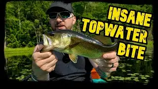 Largemouth Bass Topwater Frenzy