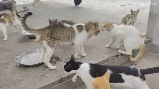 Cat funny fights | bro and bro mood swings ❤️♥️🤣