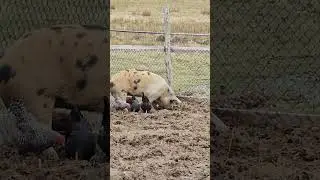 When a meat pig is raised as a pet. #pig #farmlife #offgrid #chicken