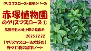 2025.12.22 赤塚植物園のクリスマスローズ① 品種特性と地上部の見極め