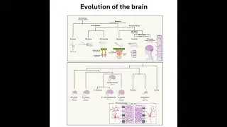 028-Unraveling mechanisms of human brain evolution