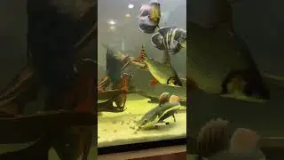 FEEDING 400 GALLON PREDATORY TANK