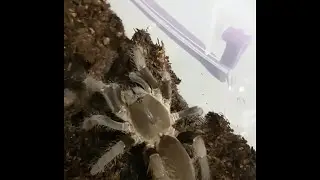 Hysterocrates cf. gigas feeding.