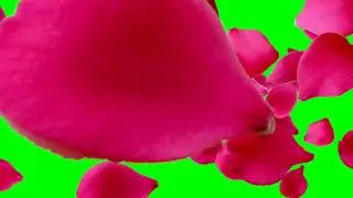 Rose Flowers Romantic GreenScreen | Free Copyright Green Screen | Green Screen