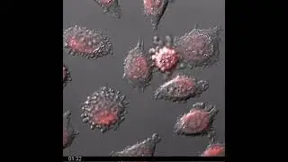 Lysosomal rupture & cell death during anti-Fas induced apoptosis