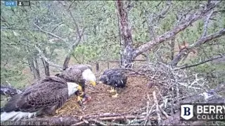 Berry College Eagles~Dad Delivers Coot-Grass Delivery_3/3/23