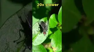 🪰🪰🪰Flesh fly, 20-80x slowered