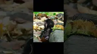 Congratulation! Newborn baby monkey!! #jane #tasana #janet